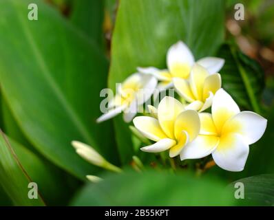 Viele Frangipani Blumen (Plumeria) weiß und gelb dazwischen grüne Blätter. Stockfoto