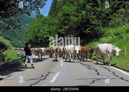 Kuh an der Bergstraße, Kühe, Bauer und Cowa, Cowa der alpen, Viehtrieb hinauf, Alpen, Graubünden, Schweiz, Europa, Kuh, Kühe überqueen Straße, K Stockfoto