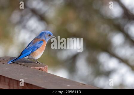 Western Bluebird, Sialia mexicana, Elkhorn Mountains, Oregon. Stockfoto