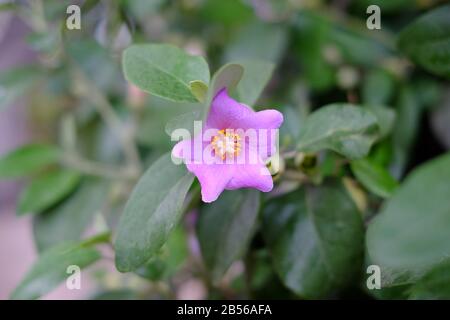 Violette Blume mit zart Blumenhintergrund. Stockfoto