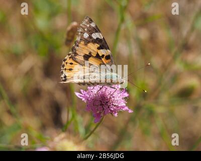 Makrofotografie. Schmetterlingsinsektenernährung von blühender Blüte. Vanessa cardui ist ein bekannter bunter Schmetterling oder Gemalte Dame mit hellen Flügeln. Stockfoto