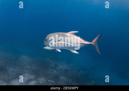 Nahaufnahme auf einem riesigen Trevally (Caranx ignobilis) im Flachwasser. Stockfoto