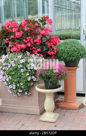 Schöne Anzeige von Pansiemeln und Grüns auf Sockeln vor dem Gartenhaus Stockfoto