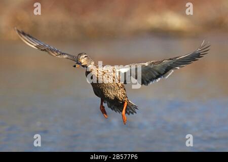 Eine Henne Mallard Ente Anas platyrhynchos im Flug Stockfoto