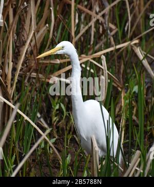 Ein großer Egret (Ardea alba), der unter den Schilf entlang Struve Slough in Watsonville, Kalifornien, weht Stockfoto