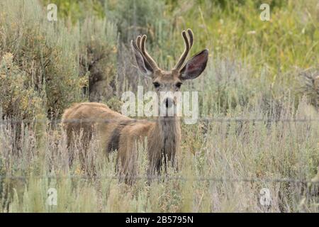 Mule Deer Buck in Velvet Stockfoto