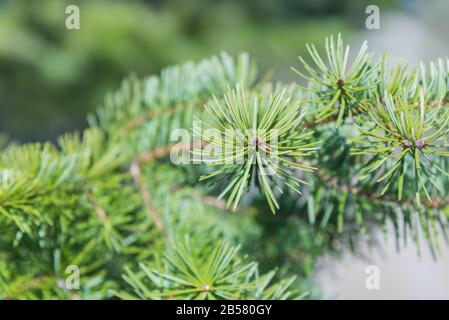 Nadelnaht an Tannenbaumzweigen im Frühjahr im Wald Stockfoto