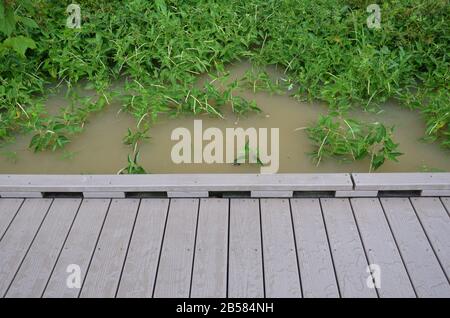 Nasser Boardwalk Pfad oder Pfad mit Pflanzen oder Gräsern Stockfoto