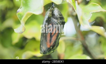 Ein Schmetterling des Monarchen (Plexippus Danaus), der aus seinem Kokon hervortritt Stockfoto