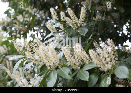 Prunus carolinjana. Stockfoto