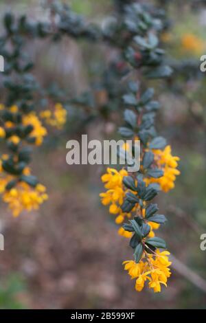 Berberis darwinii nahesteht. Stockfoto