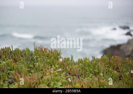 Carpobrotus edulis - Eispflanze - wächst bei Bodega Head an der Küste des Sonoma County in Kalifornien, USA. Stockfoto