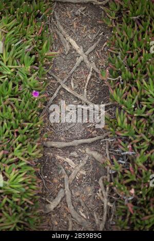 Carpobrotus edulis - Eispflanze - wächst bei Bodega Head an der Küste des Sonoma County in Kalifornien, USA. Stockfoto