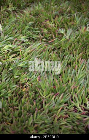 Carpobrotus edulis - Eispflanze - wächst bei Bodega Head an der Küste des Sonoma County in Kalifornien, USA. Stockfoto