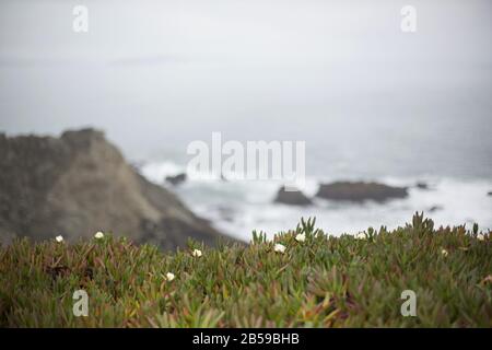 Carpobrotus edulis - Eispflanze - wächst bei Bodega Head an der Küste des Sonoma County in Kalifornien, USA. Stockfoto