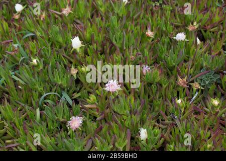 Carpobrotus edulis - Eispflanze - wächst bei Bodega Head an der Küste des Sonoma County in Kalifornien, USA. Stockfoto