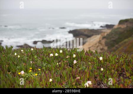 Carpobrotus edulis - Eispflanze - wächst bei Bodega Head an der Küste des Sonoma County in Kalifornien, USA. Stockfoto