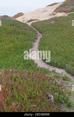 Ein Pfad durch Carpobrotus edulis - Eiswerk - wächst bei Bodega Head an der Küste des Sonoma County in Kalifornien, USA. Stockfoto