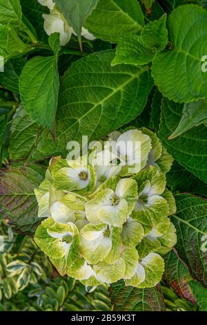 Wunderschöne Hortensie Bush im Botanischen Garten Stockfoto