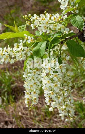 Üppig blühender Zweig einer Vogelkirsche, Sonnig Frühlingstag Stockfoto