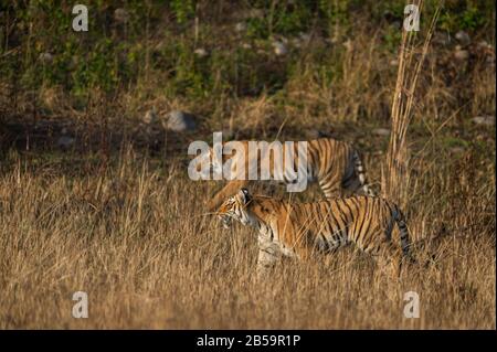 Muttertiger und berühmte Tigerin Paarwali oder Paro von corbett und ihre Kübel stacheln mögliche Beute, um in Grasland im jim corbett Nationalpark indien zu töten Stockfoto