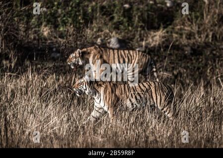 Muttertiger und berühmte Tigerin Paarwali oder Paro von corbett und ihre Kübel stacheln mögliche Beute, um in Grasland im jim corbett Nationalpark indien zu töten Stockfoto