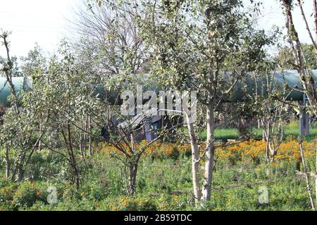 Sommerfeld von Marigold Blumen Baum in indien Stockfoto