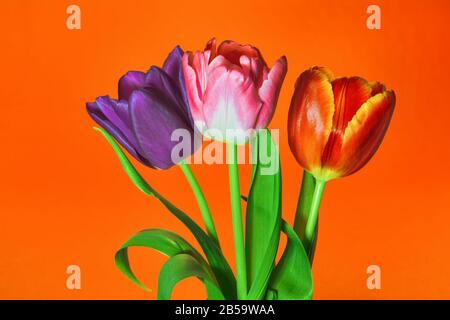 Drei Tulpen violetter, roter und rosafarbener Blumen auf orangefarbenem Hintergrund. Stockfoto