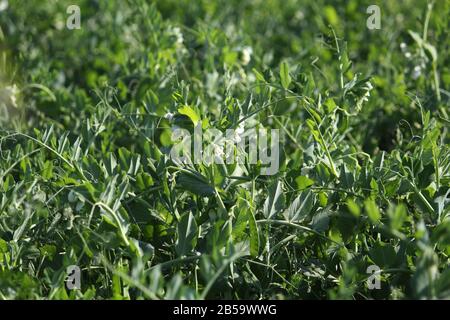 Selektiver Fokus auf frischen Bright Green pea Pods auf Erbse Pflanzen im Garten. Wachsende Erbsen im Freien Stockfoto