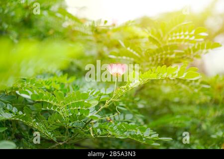 Nah an der rosafarbenen Blume des Big Tree East Indian Walnut oder Monkey pod Tree im Morgenlicht. Stockfoto