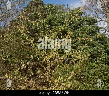 Frühling Blühender Spike Witch Hazel Laubstrauch (Corylopsis spicata) Wächst in einem Woodland Garden im ländlichen Cornwall, England, Großbritannien Stockfoto