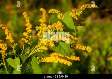 Die Blume der "Solidago canadensis", die als "Canada goldenrod" bekannt ist Stockfoto