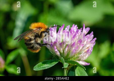 Eine Hummel, die Trifolium pratense bestäubt, das Rotklee Stockfoto