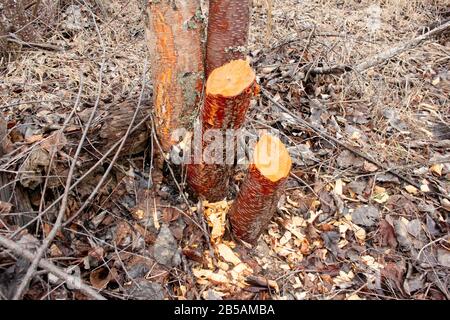 Beaver (Castor canadensis) Schäden an jungen roten Birchbäumen (Betula occidentalis) entlang des Callahan Creek, Troy, Montana. Königreich: Plantae Clade: Tracheop Stockfoto