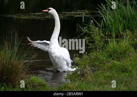 Weißer Schwan in Dedham, Essex, England Stockfoto