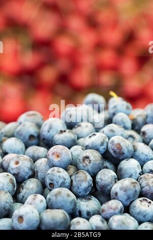 Auf dem Bauernmarkt schließen sich organische natürliche Blaubeeren an Stockfoto