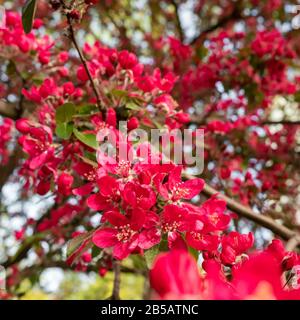 Red Crab Apple Blumen auf einem Apfelbaum in der Nähe bis in spirng Stockfoto