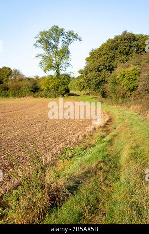 Bäume am Rande von Field, in der Nähe von Westerham, Kent, England Stockfoto