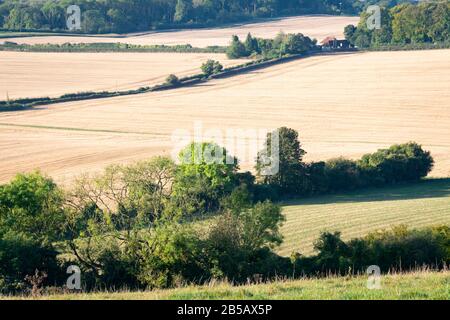 Maispflückfelder, in der Nähe von Westerham, Kent, England Stockfoto