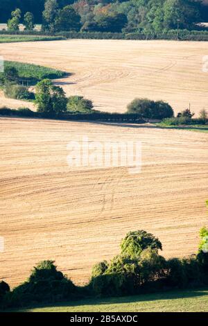 Maispflückfelder, in der Nähe von Westerham, Kent, England Stockfoto