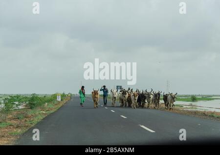 Zwei Kattlemen neben riesigen Rinderherden blockieren teilweise den National Highway 341, Bhuj, Kutch, Gujarat, Indien Stockfoto