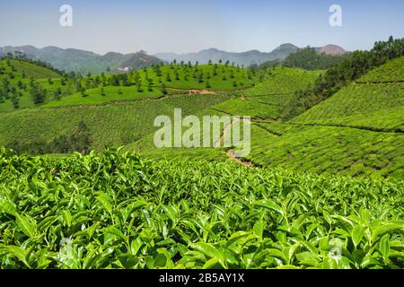 Tee-Plantagen in Munnar, Kerala, Indien Stockfoto