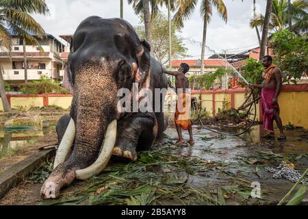 Unidentifizierter Mann, der den Elefanten des Tempels waschen kann, Cochin, Kerala, Indien Stockfoto