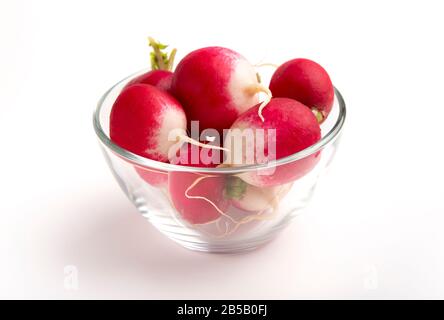 Reifes Gemüse aus dem Garten. Violette Radieschen, leerer Raum Stockfoto