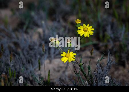 Schöne winzige gelbe Blumen in Dammam Saudi Arabien Stockfoto