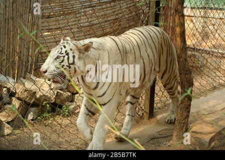 Ein gefangener weißer Tiger fotografiert im Bannerghatta Zoo, Bangalore (Indien) Stockfoto