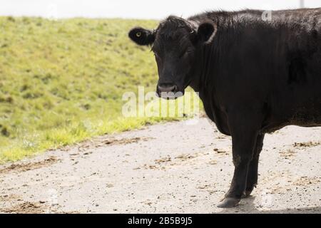 Schwarze Kuh (Bos taurus) auf einem Bauernhof Stockfoto