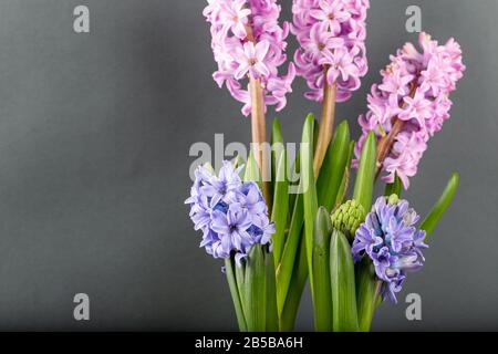 Rosa geoktinte Blumen auf grauem Hintergrund. Helle Knospen für Dekoration und Postkarten. Stockfoto