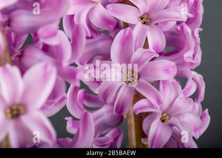 Rosa geoktinte Blumen auf grauem Hintergrund. Helle Knospen für Dekoration und Postkarten. Stockfoto