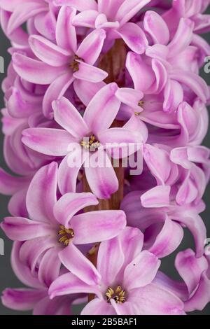 Rosa geoktinte Blumen auf grauem Hintergrund. Helle Knospen für Dekoration und Postkarten. Stockfoto